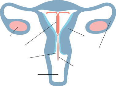interactive uterus